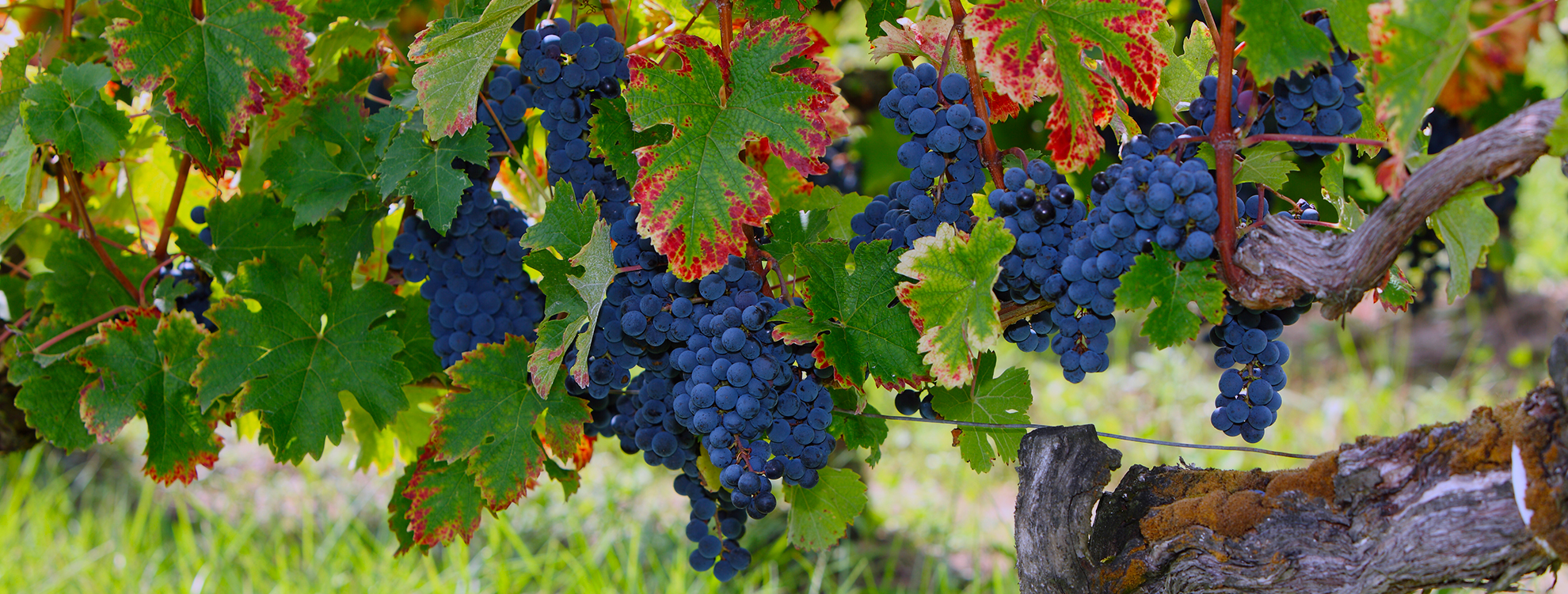 chateau barrabaque - fronsac